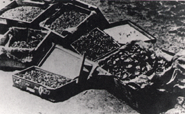6 чемоданов с золотыми зубами, коронками и протезами, найденные советскими солдатами в концлагере Заксенхаузен.