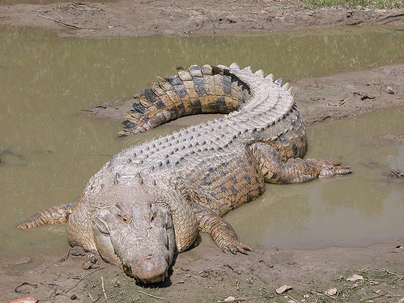 Морской гребнистый крокодил, живущий в соленой воде. 