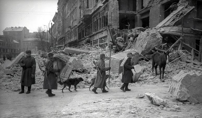 Саперы c собаками обследуют территорию в Будапеште. Февраль 1945 г. 
