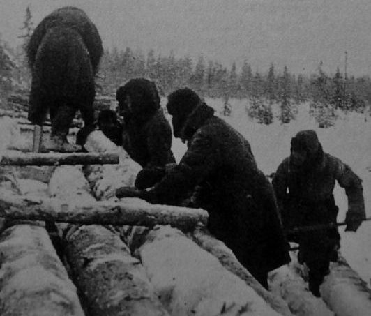 Немецкие военнопленные из Грязовецкого лагеря №150 работают на лесозаготовке в Вологодской области. 1945 г.