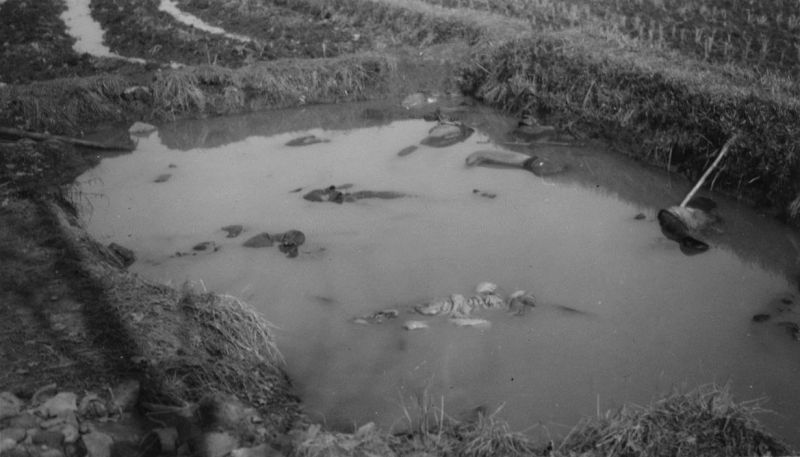 Казненные японскими солдатами китайские мирные жители в пруду в окрестностях Нанкина. Декабрь 1937 г. 