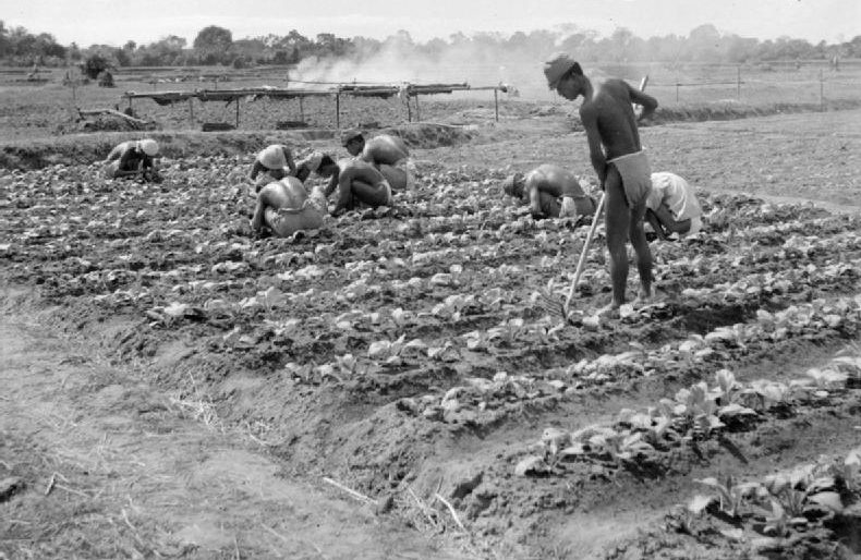 Японские военнопленные из лагеря на мысе Сен-Жак выращивают овощи. 1945 г. 