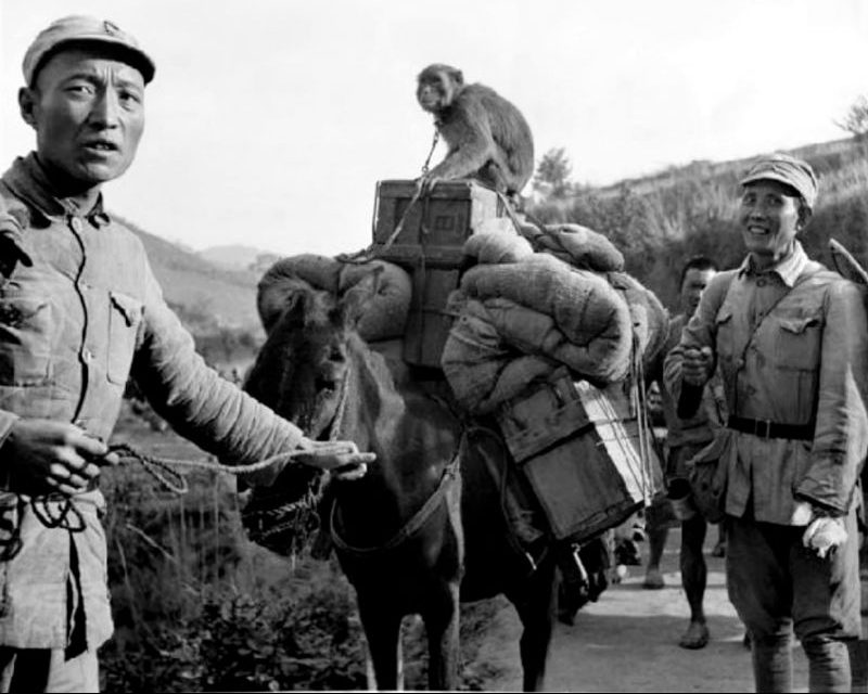 Солдаты вьючного обоза Китайской армии в районе реки Салуин. Июль 1944 г. 