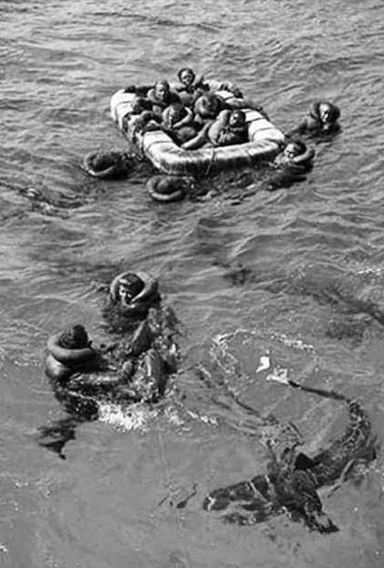 Спасение моряков «Indianapolis» в окружении акул. 