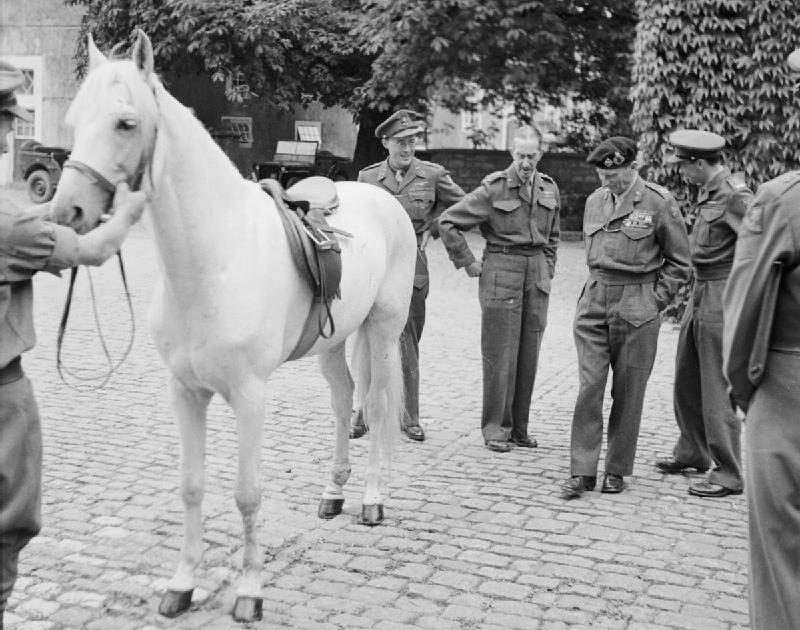 Фельдмаршал Монтгомери и лошадь Эрвина Роммеля в Голландии. 1947 г. 