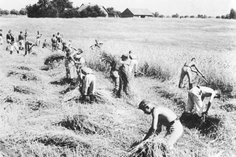 Бойцы RAD на сборе урожая в Восточной Пруссии. 1938 г.