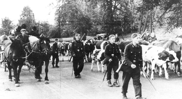 RAD загоняет скот в глубь страны на западной границе Рейха. 1944 г.