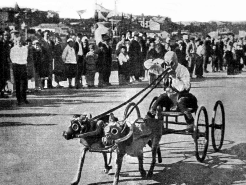 Скоростные противогазовые испытания служебных собак. Москва, 1936 г.