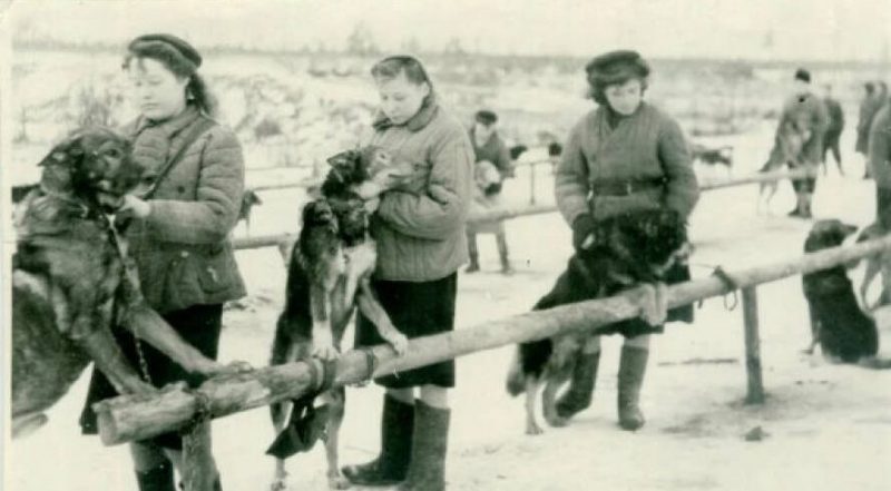 Дрессировка собак в школе ОСОАВИАХИМа. 1940 г.