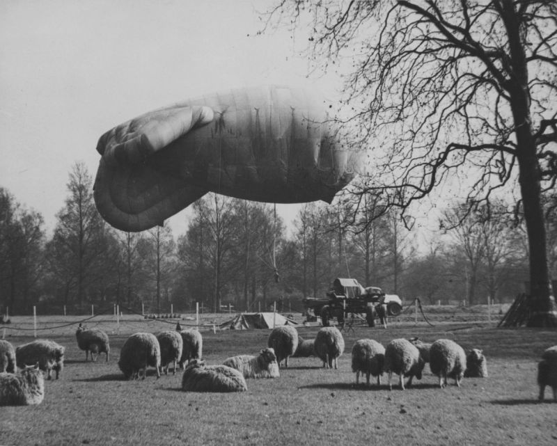Заградительный аэростат и пасущиеся овцы на поле. 1941 г. 