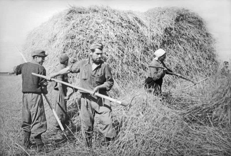 Итальянские военнопленные во время скирдования сена в колхозе имени Ленина. Август 1942 г. 