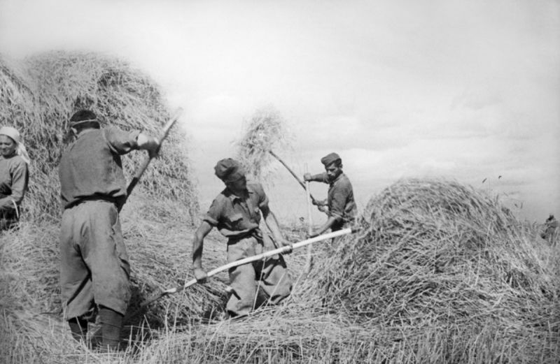 Итальянские военнопленные во время скирдования сена в колхозе имени Ленина. Август 1942 г. 