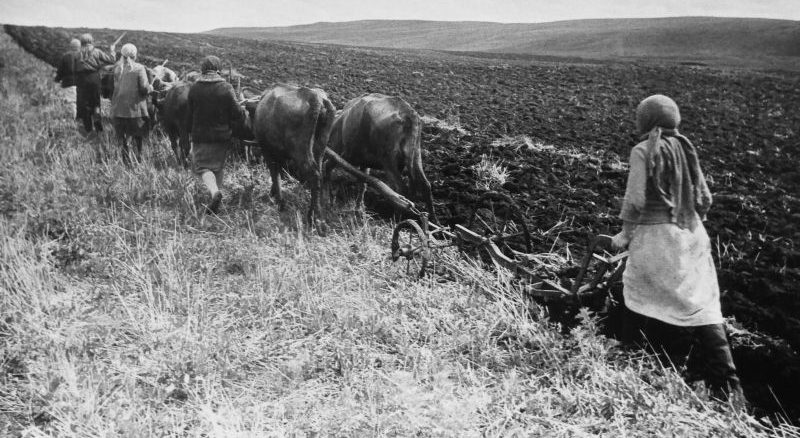 Крестьянки пашут землю на коровах. 1942 г. 