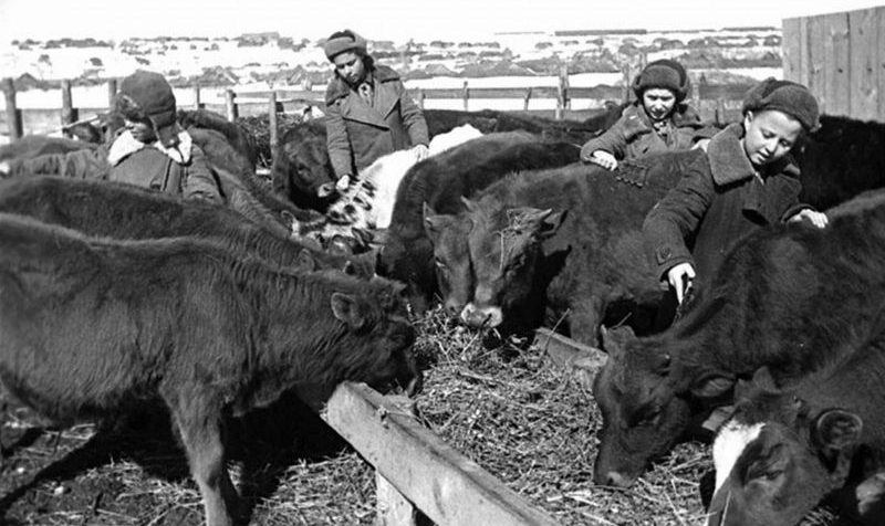 Школьники ухаживают за телятами в колхозе «Гигант» в Пензенской области. 1942 г. 