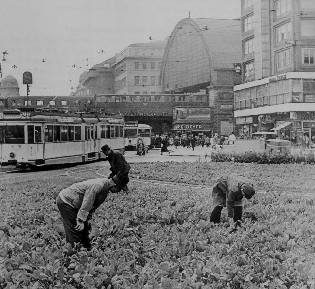 Овощи, выращиваемые на газоне на площади Александерплац в Берлине. 1943 г.