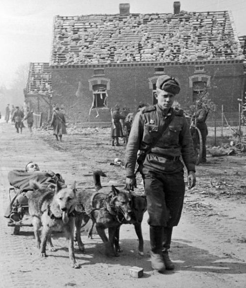 Собачья упряжка везет раненого бойца в госпиталь. 1-й Украинский фронт. 1944 г.
