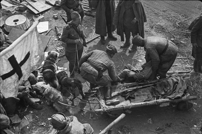 Доставка раненых в медсанбат на волокуше с собаками. Зееловские высоты, апрель 1945 г.