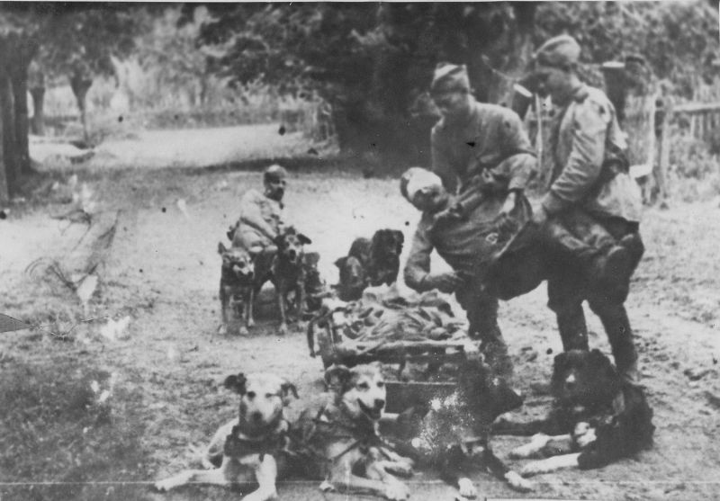Доставка раненых в медсанбат на волокуше с собаками. Зееловские высоты, апрель 1945 г.