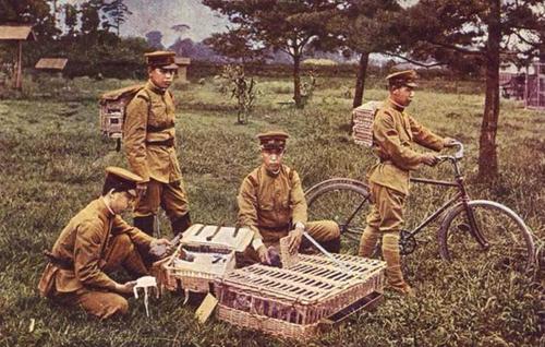 Военные связные, использующие голубей для связи между тренировочными лагерями. Япония 1936 г.