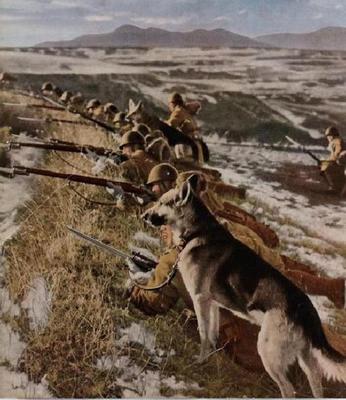 Японские солдаты и боевые собаки во время обучения. Хоккайдо 1941 г.